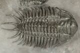 Crotalocephalus Trilobite - Jorf, Morocco #191766-2
